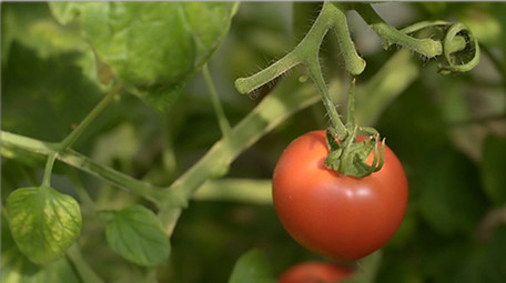 行业职业简约大气三农西红柿实拍素材