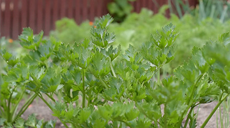 行业职业简约大气三农芹菜实拍素材