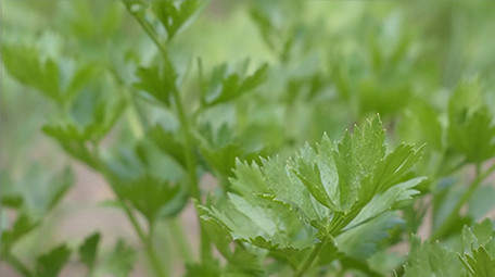 行业职业简约大气三农芹菜实拍素材