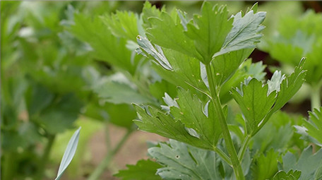 行业职业简约大气三农芹菜实拍素材