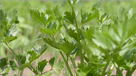 行业职业简约大气三农芹菜实拍素材