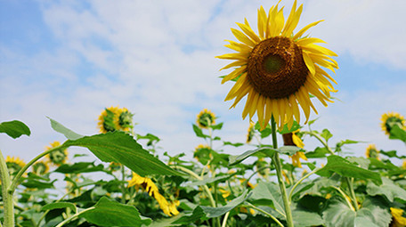 自然清新大片盛开的向日葵花朵植物空镜实拍
