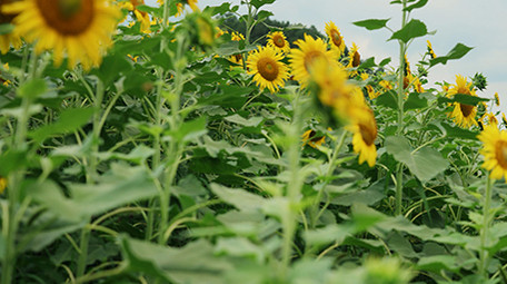 自然清新大片盛开的向日葵花朵植物空镜实拍