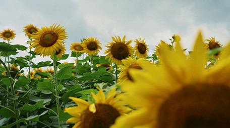 自然清新大片盛开的向日葵花朵植物空镜实拍