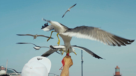 自然简约海鸥海鸟天空飞翔鸟类动物实拍