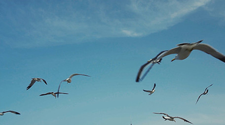 自然简约海鸥海鸟天空飞翔鸟类动物实拍