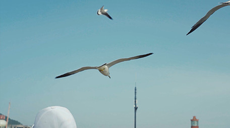 自然简约海鸥海鸟天空飞翔鸟类动物实拍