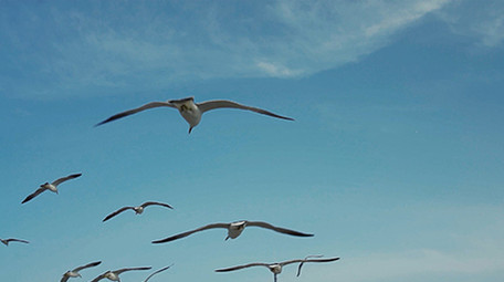 自然简约海鸥海鸟天空飞翔鸟类动物实拍