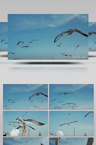 自然简约海鸥海鸟天空飞翔鸟类动物实拍图片