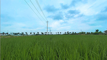 行业职业农业农田秧地水稻田延时摄影