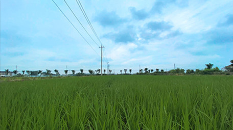 行业职业农业农田秧地水稻田延时摄影