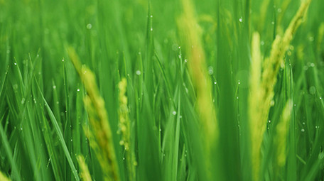 行业简约乡村农田水稻农业经济发展实拍