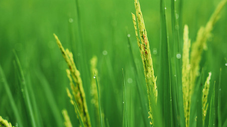 行业简约乡村农田水稻农业经济发展实拍