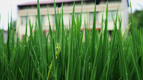 行业简约乡村农田水稻农业经济发展实拍