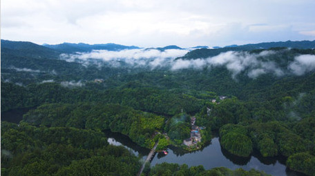 风景重庆四面山森林大自然云雾缭绕