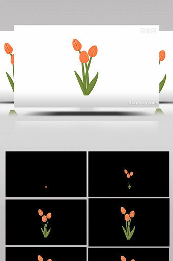 易用写实类mg动画植物类橘色的郁金香图片