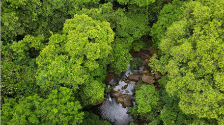 原始森林深处植被河流4K航拍