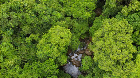 原始森林深处植被河流4K航拍