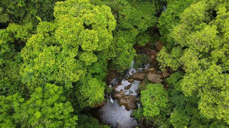 原始森林深处植被河流4K航拍