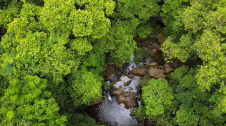 原始森林深处植被河流4K航拍