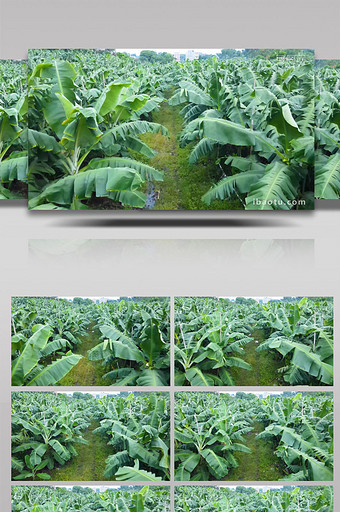 香蕉树芭蕉基地4K航拍图片