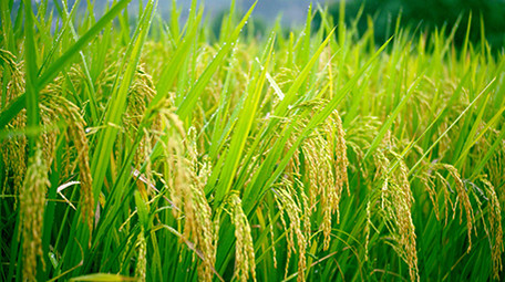 自然唯美稻田女生手扶到稻穗视频