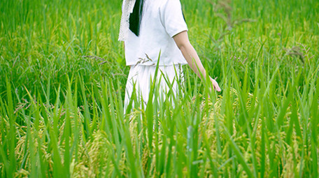 自然唯美稻田女生手扶到稻穗视频