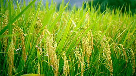 自然唯美稻田女生手扶到稻穗视频