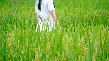 自然唯美稻田女生手扶到稻穗视频