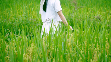 自然唯美稻田女生手扶到稻穗视频