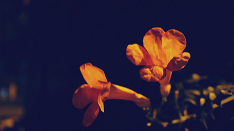 温暖治愈夜晚路灯下花朵实拍视频素材
