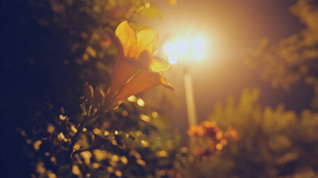 温暖治愈夜晚路灯下花朵实拍视频素材