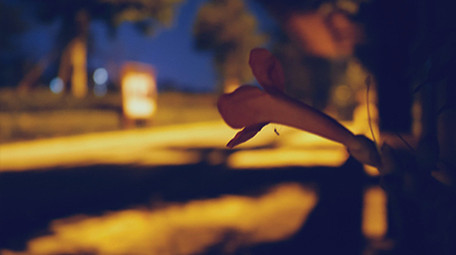 温暖治愈夜晚路灯下花朵实拍视频素材