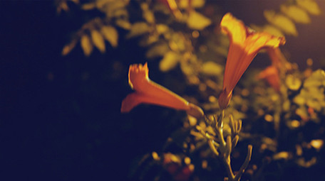 温暖治愈夜晚路灯下花朵实拍视频素材