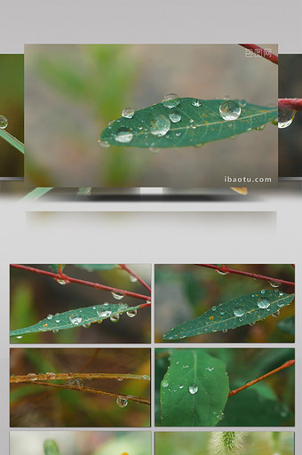 温暖治愈微距拍摄雨后植物叶水珠实拍视频图片