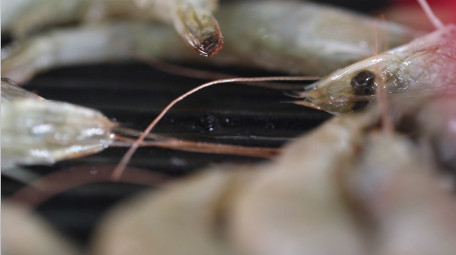 唯美精致餐饮中餐煎大虾美食宣传片实拍
