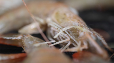 唯美精致餐饮中餐煎大虾美食宣传片实拍