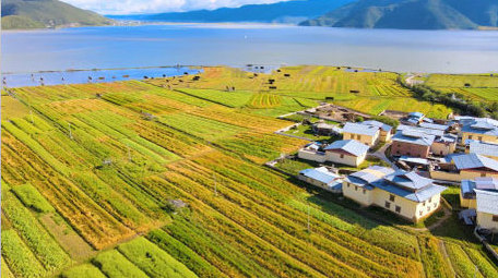 中国西部高原乡村青稞地农村风貌4K航拍