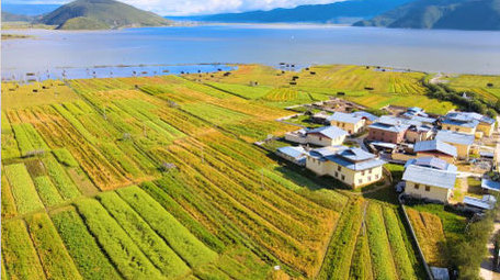 中国西部高原乡村青稞地农村风貌4K航拍