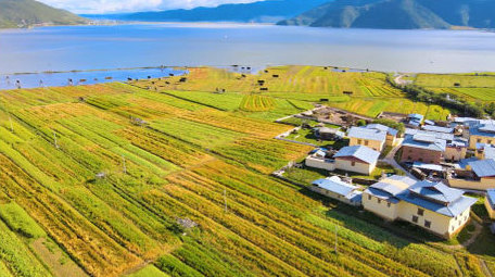 中国西部高原乡村青稞地农村风貌4K航拍