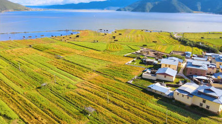 中国西部高原乡村青稞地农村风貌4K航拍