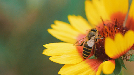 秋天蜜蜂花朵上采蜜实拍视频素材