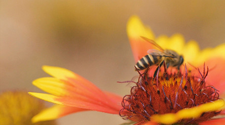 秋天蜜蜂花朵上采蜜实拍视频素材