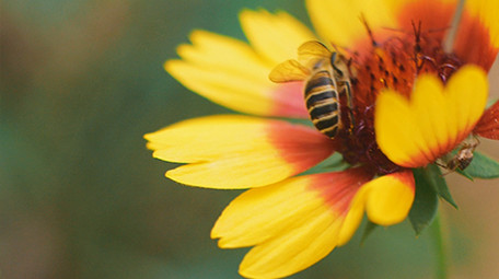 秋天蜜蜂花朵上采蜜实拍视频素材