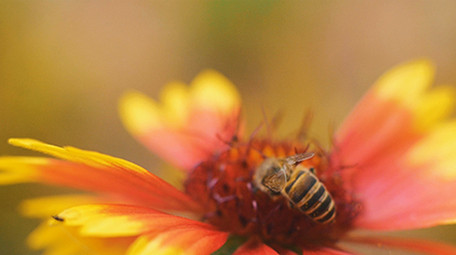 秋天蜜蜂花朵上采蜜实拍视频素材