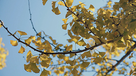 唯美自然阳光下的银杏树叶秋天风景实拍