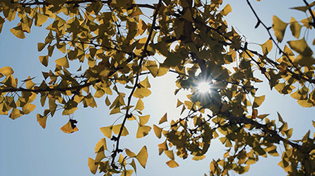 唯美自然阳光下的银杏树叶秋天风景实拍