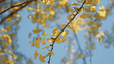 唯美自然阳光下的银杏树叶秋天风景实拍