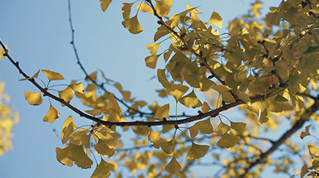 唯美自然阳光下的银杏树叶秋天风景实拍