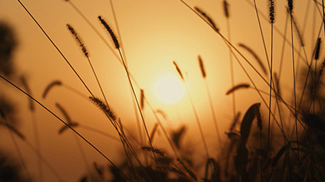 自然唯美夕阳下随风摇摆的狗尾巴草空镜实拍
